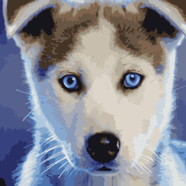Картина по номерам ArtStory Голубоглазый пёсик 40*40см